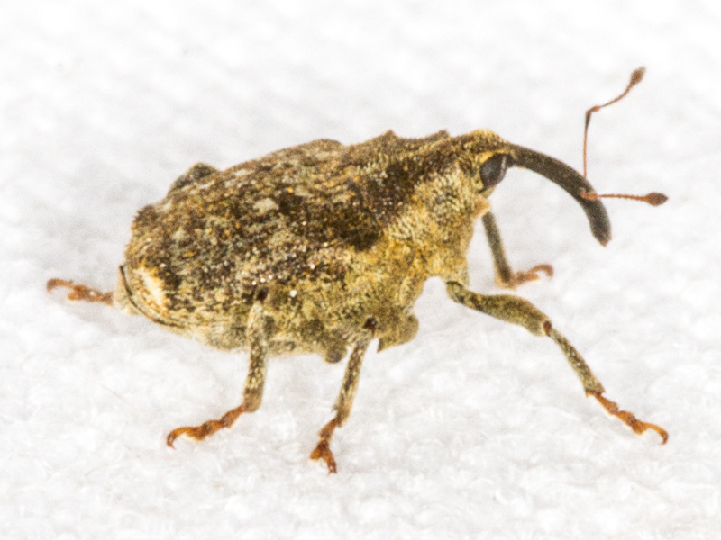Parethelcus pollinarius
